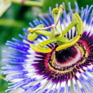Passionsblume