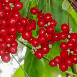 Schisandrabeeren