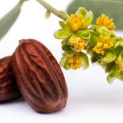 Man sieht eine Jojoba Nuss.