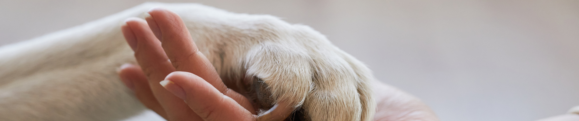 Eine Hand und eine Pfote.